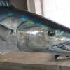 76" Wahoo replica Closeup