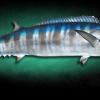 76" Wahoo replica