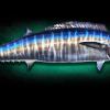 60" Wahoo Replica