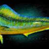 68" Mahi (Bull) Mount
