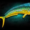 58" Bull Mahi-Mahi 
