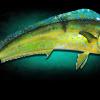 33" Mahi Mahi Mount ( Cow)