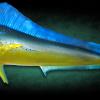 Mahi mount