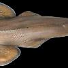 20" Guitarfish Mount
Rhinobatos rhinobatos