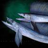 Pair of Lancet Fish Mounts