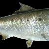 11.5" Menhaden Mount