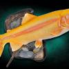 23" Rainbow Trout ( Palomino ) Mount