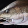 Redfish Mount Closeup