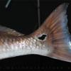 Red Drum tail