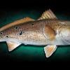 25" Redfish replica mount