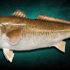 43" Red Drum fish Mount