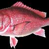 36" Red Snapper Replica