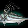 42" Roosterfish