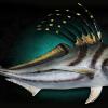 39" Roosterfish replica