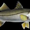 35" SNook replica