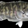26" Tautog / Blackfish Mount