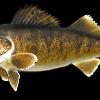 26.5" Walleye Mount