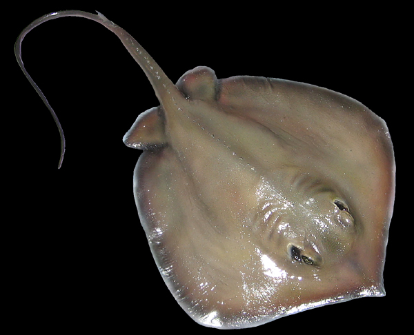 stingray replicas